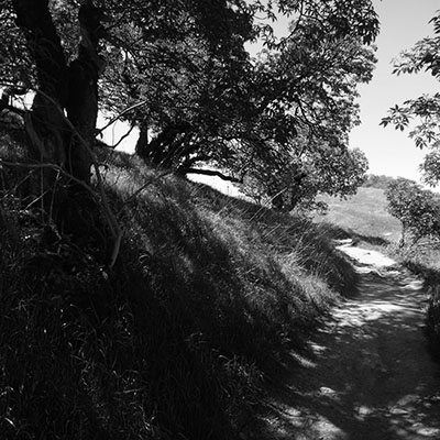 Ridge Trail Russian Ridge Copyright 2014 Charles Najda