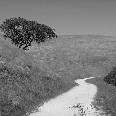 Ancient Oaks Trail Russian Ridge Copyright 2014 Charles Najda
