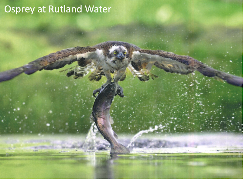 Osprey carrying a fish