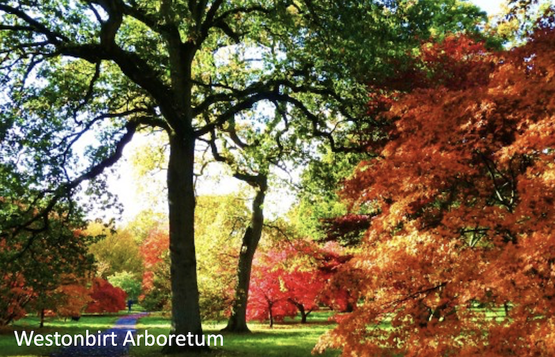 Westonbirt Arboretum in the Cotswolds