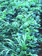 Soybeans infested with weeds (Photo: Colorado State University)