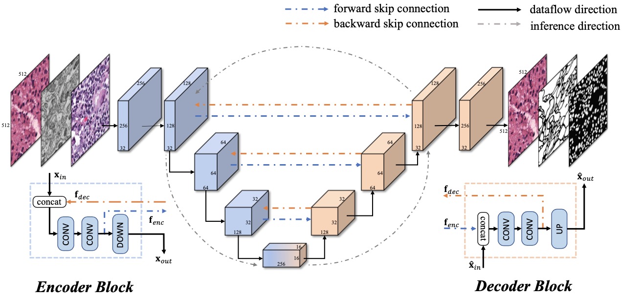BiO-Net recurrent bidirectional connections