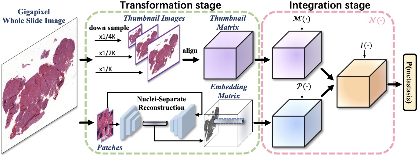 DSNet dual-stream framework for pathology image analysis